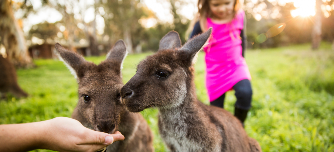 Girl and 2 kangaroos